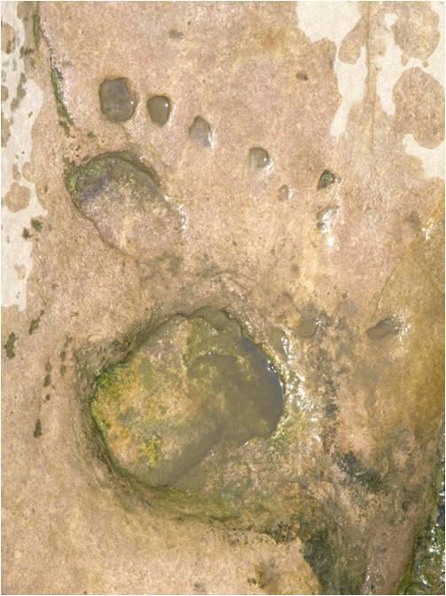The immortal footprint